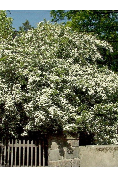 Глід звичайний плодовий в ландшафті